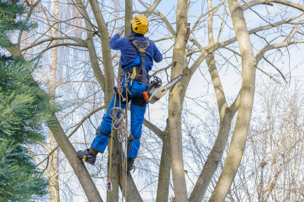 Tree and Shrub Care in South Whittier, CA