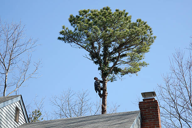 Best Tree Preservation Services  in South Whittier, CA