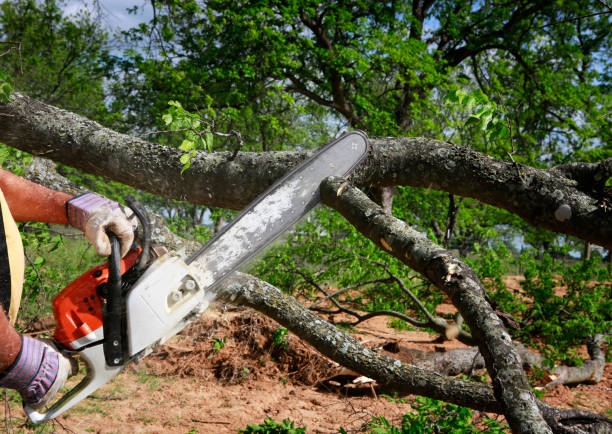 South Whittier, CA Tree Services Company